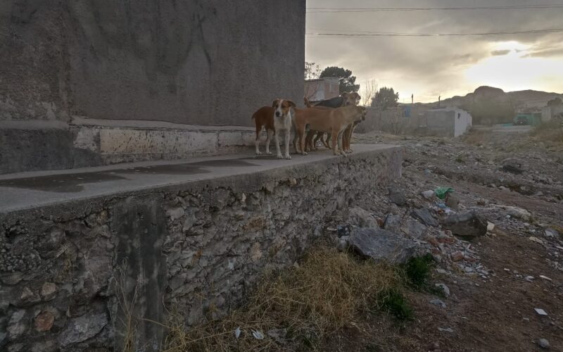 DABA rescata más de 50 perros en situación de calle en distintos sectores de Juárez