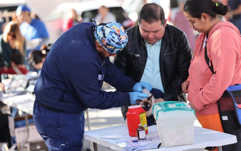 Municipio impulsa esterilización gratuita como estrategia contra la sobrepoblación animal