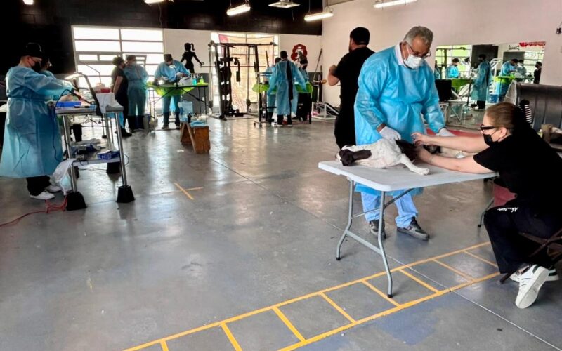 Jael Argüelles impulsa campaña gratuita de esterilización y bienestar animal en Ciudad Juárez