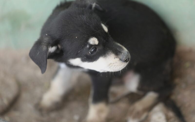 Llaman a proteger a perros y gatos ante las altas temperaturas en Ciudad Juárez