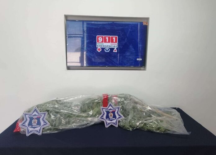 Hallan Plantas de Marihuana de Metro y Medio Dentro de Canal en Ciudad Juárez